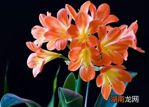 君子兰种子种植方法 君子兰种子怎么种才能发芽