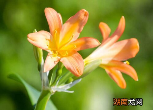 君子兰种子种植方法 君子兰种子怎么种才能发芽