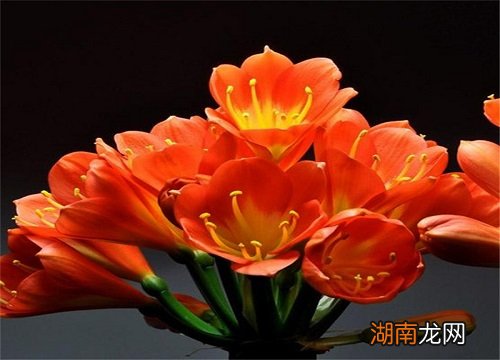 君子兰种子种植方法 君子兰种子怎么种才能发芽