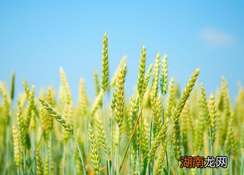 河北冬小麦什么时候播种最佳时间