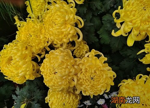 黄色的花有哪些及花名图片