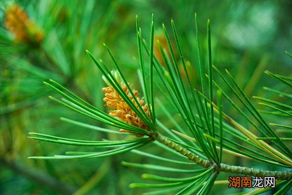 柏树叶煮水的功效与作用 柏树叶煮水的功效与作用有什么