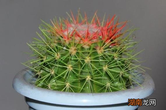 仙人球的寓意和象征风水 为什么家中千万不能摆仙人球