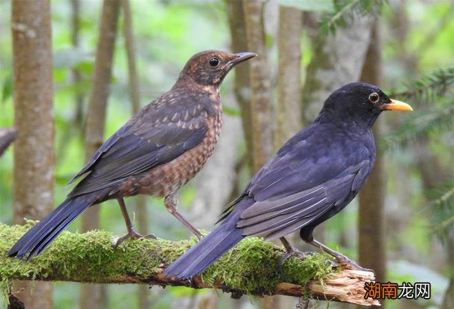 乌鸫鸟吃什么食物最好