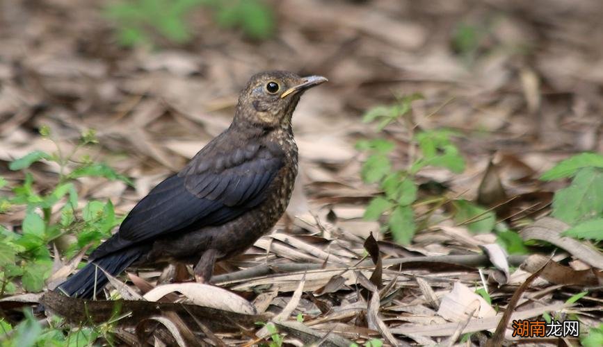 乌鸫鸟吃什么食物最好