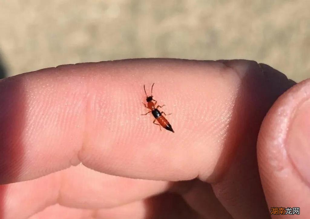 房子丽隐翅虫怎么消灭 家里出现隐翅虫的原因