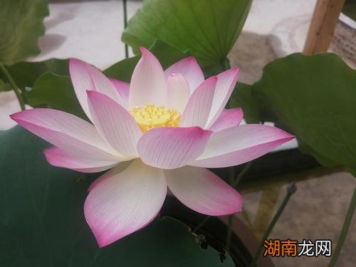 荷花白天开花晚上闭合吗 荷花晚上会闭合吗