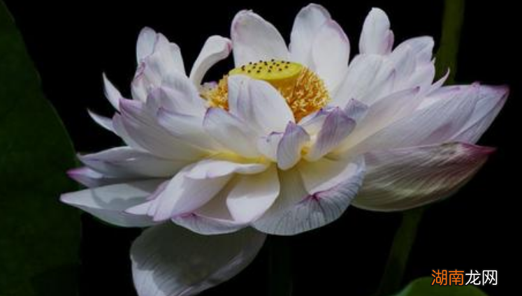 荷花白天开花晚上闭合吗 荷花晚上会闭合吗