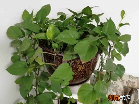 一个鸡蛋就可以让绿萝疯长