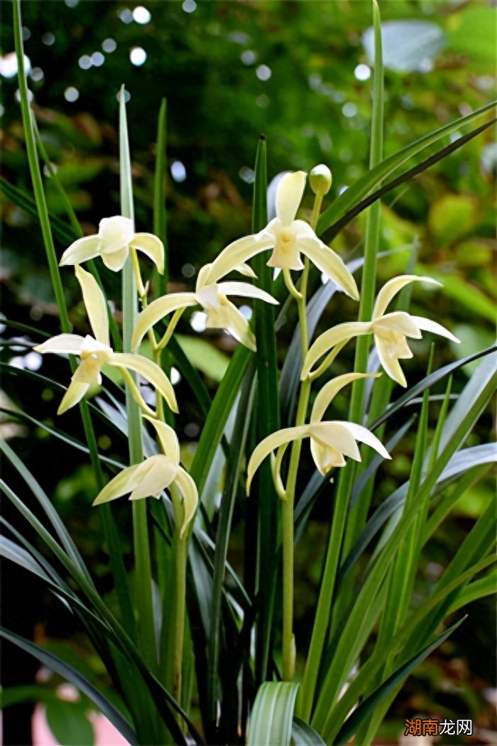 公认最好闻的花香的品种 十大最香的花排名榜