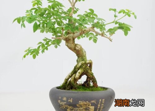 盆景白蜡的养殖方法 对节白蜡盆景在室内怎么养护