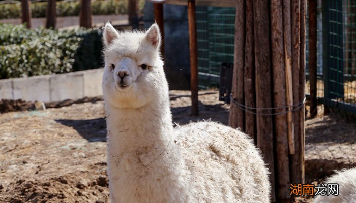 羊驼是羊还是驼 羊驼是羊还是驼啊