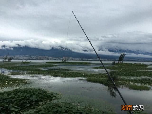 柴鱼就是黑鱼吗