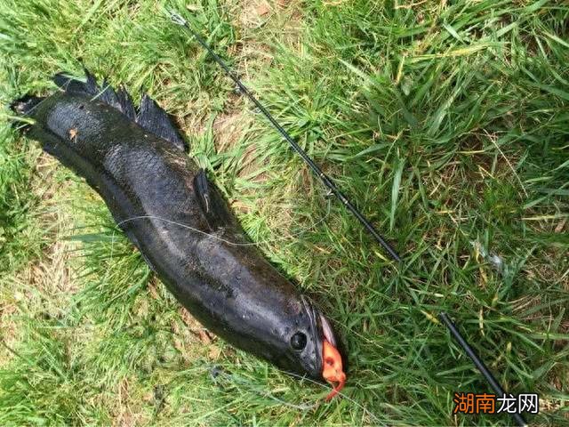 柴鱼就是黑鱼吗