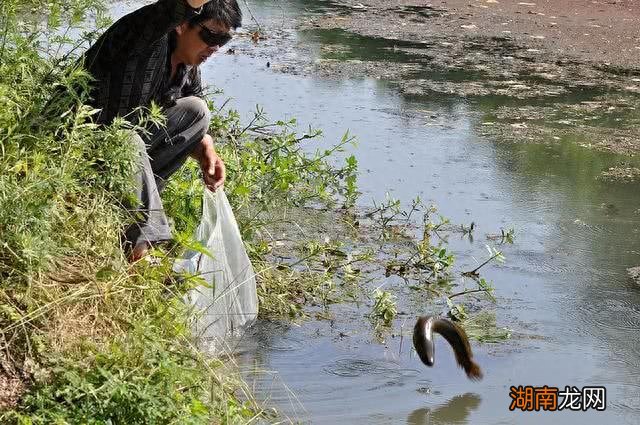 柴鱼就是黑鱼吗