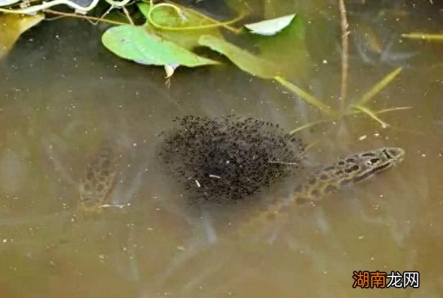 柴鱼就是黑鱼吗