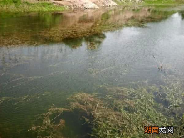 柴鱼就是黑鱼吗