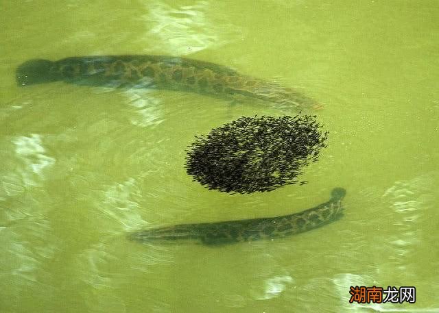 柴鱼就是黑鱼吗