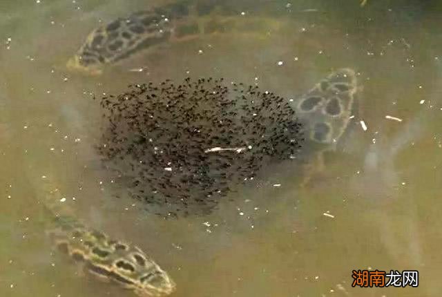 柴鱼就是黑鱼吗