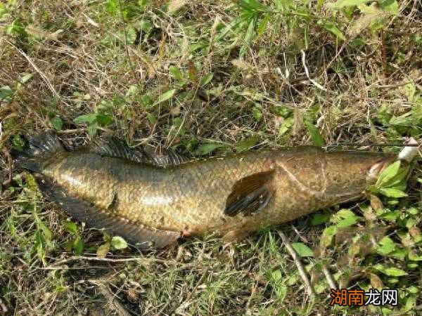 柴鱼就是黑鱼吗