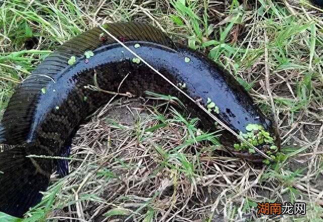 柴鱼就是黑鱼吗