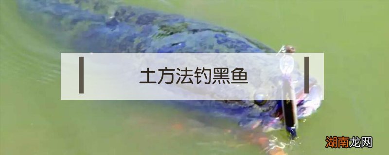 土方法钓黑鱼