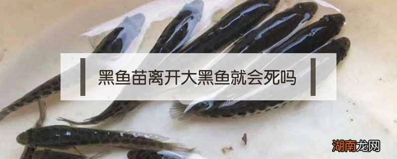 黑鱼苗离开大黑鱼就会死吗