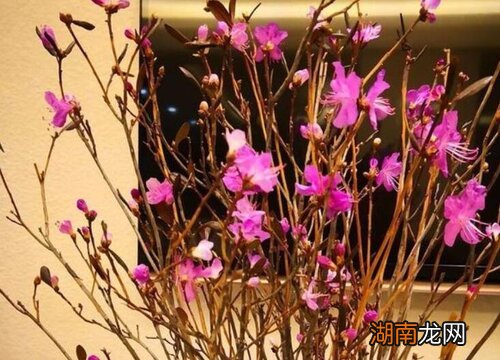 风水上有什么讲究 家里可以放干花吗