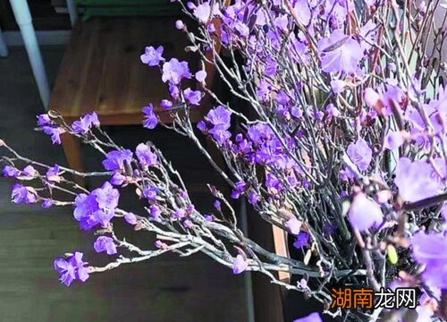 风水上有什么讲究 家里可以放干花吗