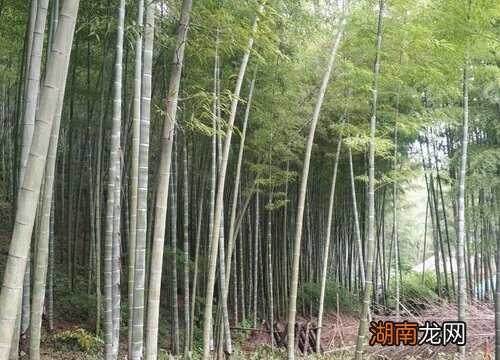 竹子叶尖发黄干枯什么原因？怎么补救处理？