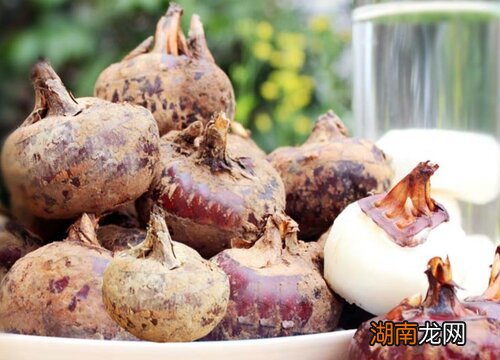 荸荠是植物的球茎 荸荠是根还是茎