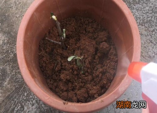 海棠花只剩树干了怎么办？还能活吗？