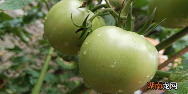 未成熟的青西红柿可以吃吗