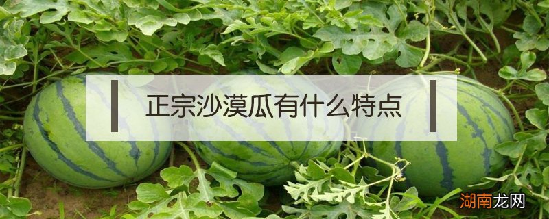 正宗沙漠瓜有什么特点