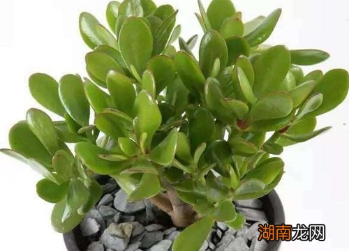 燕子掌放在家里什么地方好 燕子掌的摆放禁忌