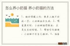 怎么养小奶猫 养小奶猫的方法