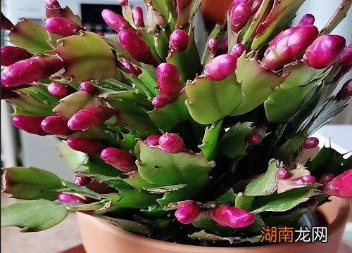 家里养蟹爪兰风水禁忌?有什么作用?