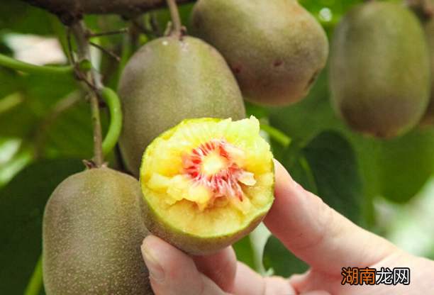 猕猴桃和奇异果有什么区别?哪个更好?