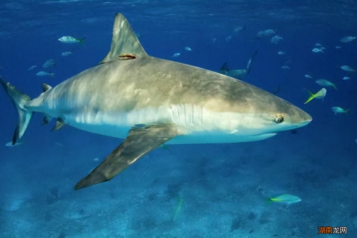 柠檬鲨长什么样子图片 世界上最可爱的鲨鱼是什么鲨鱼