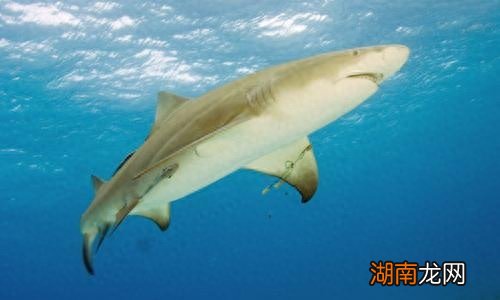 柠檬鲨长什么样子图片 世界上最可爱的鲨鱼是什么鲨鱼