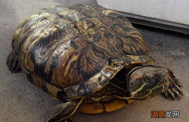 一般乌龟养到什么时候下蛋 乌龟多大才会下蛋