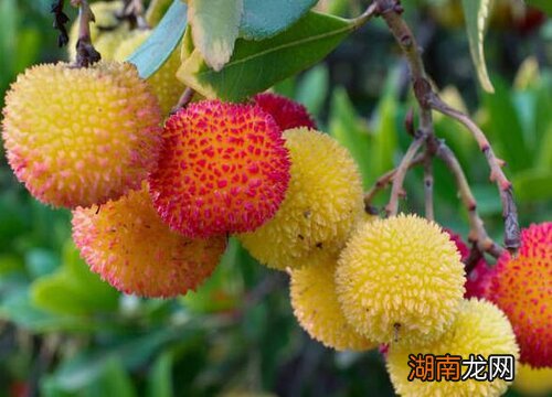 一般是在春秋季节进行移栽的 杨梅树几月份移栽最好成活