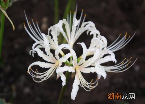 彼岸花纹身的含义 纹彼岸花代表什么意思