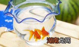 鱼缸水怎么养 鱼缸水如何养