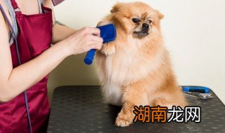 狗狗名字独特 狗狗名字独特洋气