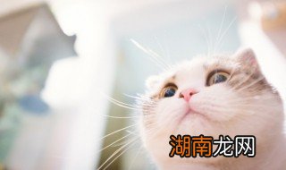 怎么让猫咪多喝水 夏天怎么让猫咪多喝水