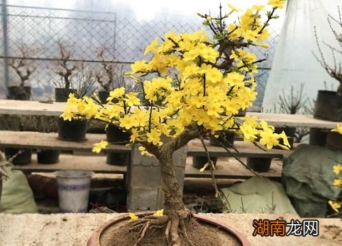 养护技巧分享 迎春花盆景养殖方法及注意事项
