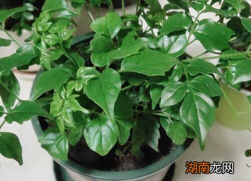 秋天落叶属于自然现象 幸福树秋天会落叶吗