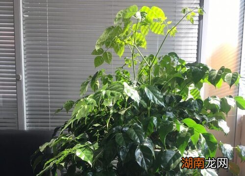 秋天落叶属于自然现象 幸福树秋天会落叶吗