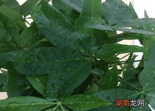 修剪发财树的正确方法 发财树长高了怎么修剪枝叶